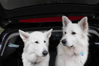 Dyra & Attila, beide 2 Jahre